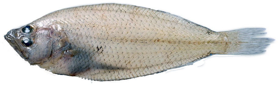 Citharus linguatula_06